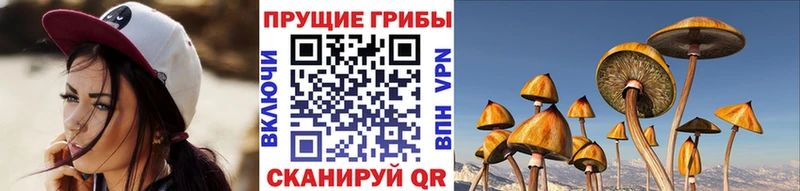 Галлюциногенные грибы Psilocybine cubensis  как найти наркотики  Александровск-Сахалинский 
